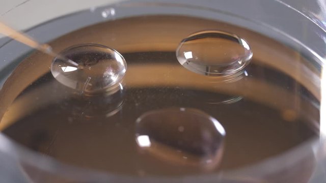 Close-up of petri dish with drops of cryoprotectant, embryologist placing embryos in liquid substance for cryopreservation, process of replacing water in cell to subsequent freezing