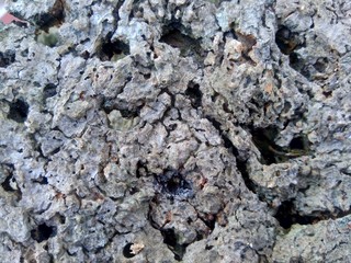 Close up wooden natural texture background. Old wood texture for add text, quotes or work design for backdrop product.