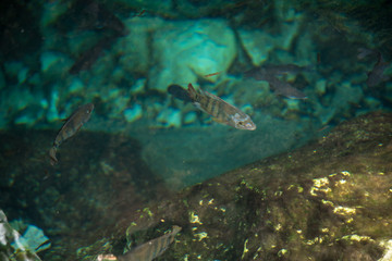 Naklejka na ściany i meble Clear water of the Cenote Azul in Mexico