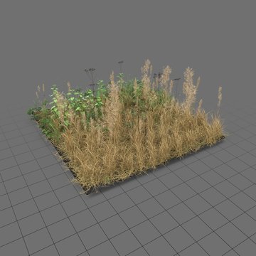 Grassleaf starwort meadow patch