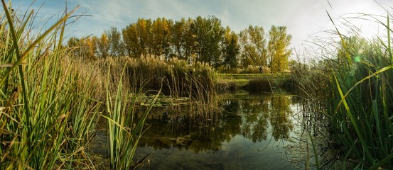 nature in city, bratislava, slovakia