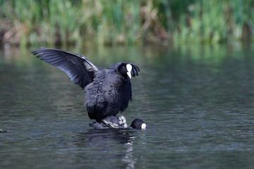 Eurasian coot (Fulica atra)