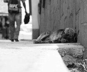 Black and white portrait of a Poor homeless dog abandoned, Animal cruelty concept