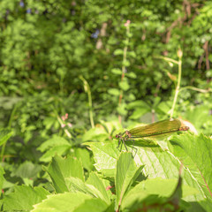 Faune et flore du Bugey