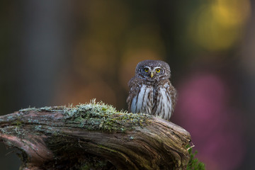 Eurasian Pigmy Owl - Glaucidium passerinum - in a fir grove on sunny spring day