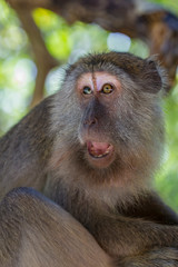 Long-tailed macaque monkey on Gaya island Borneo