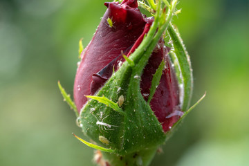 Aphids on a rosebud. Parasitic insects that sucks juice from plants. Selective focus.