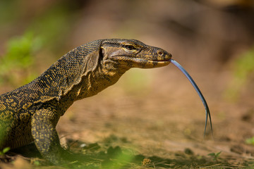 Asian water monitor - Varanus salvator also common water monitor,