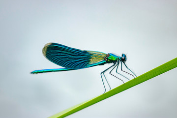 The banded demoiselle (Calopteryx splendens) is a species of damselfly belonging to the family...