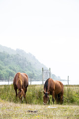 Fototapeta na wymiar horses eating in meadow