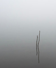 Fototapeta premium sticks