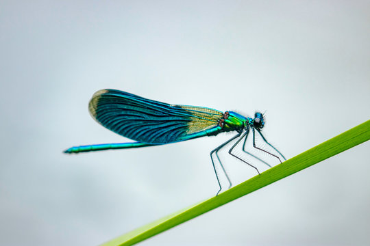 The banded demoiselle (Calopteryx splendens) is a species of damselfly belonging to the family Calopterygidae.