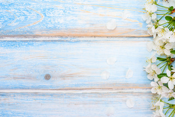 Cherry flower on blue  wooden background, .spring background; top view