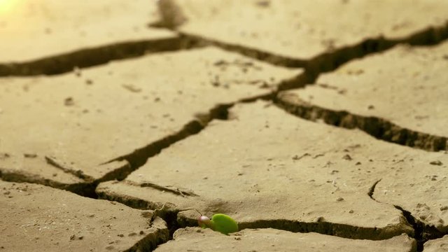 Pflanze w&auml;chst  auf trockenem gebrochenem Boden. Klima Erw&auml;rmung. Bl&uuml;hen und Leben, Trockenheit