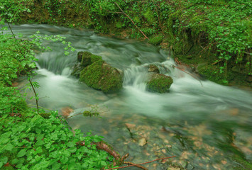 In the undergrowth of the Bugey forests