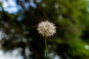 Naklejka premium dandelion on green background