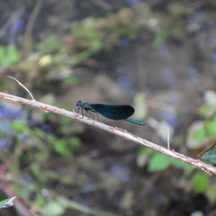 In the undergrowth of the Bugey forests