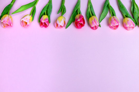 Pink and yellow tulup line on the picture with pink background and copy space