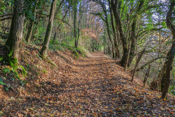 In the undergrowth of the Bugey forests