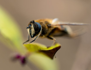 winterbiene, breakdance