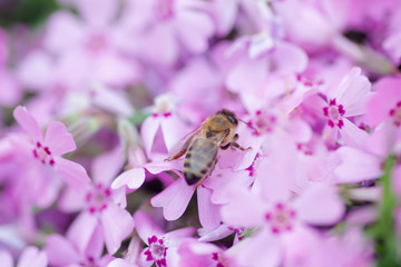 Honey bee collects nectar and pollen from Phlox subulata, creeping phlox, moss phlox, moss pink, or mountain phlox. Honey plant in summer on alpine flowerbed. Selective focus.