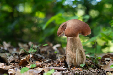 Edible mushroom Boletus reticulatus