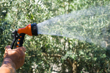 Obraz premium Watering plants with water hose in the beautiful garden. Nature love, taking care, refreshment concept in bright summer. Fresh air. Male pouring water to flowers and grass.