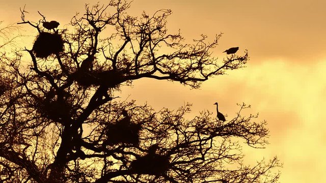 Grey herons (Ardea cinerea) breeding on nests in tree at heronry / heron rookery silhouetted against orange sky at sunset in spring