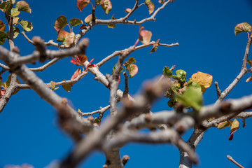 branches close up