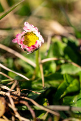 gänseblümlei.lila.