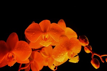 Obraz na płótnie Canvas Studio shot close up of red yellow isolated illuminated glowing white orchid flower with buds, black dark background