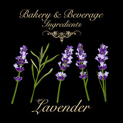 Bakery and beverage ingredients - lavender. Vector Illustration