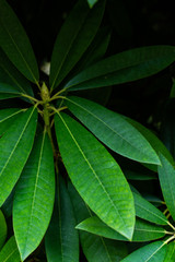 multiple textures green plants