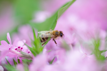 Honey bee collects nectar and pollen from Phlox subulata, creeping phlox, moss phlox, moss pink, or mountain phlox. Honey plant in summer on alpine flowerbed. Selective focus.