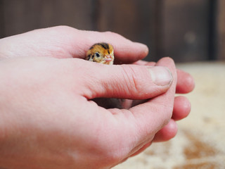 Newborn tiny chicken bird quail in human hands