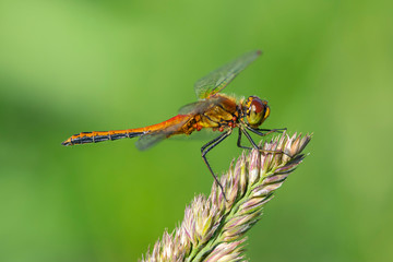 The four-spotted chaser (Libellula quadrimaculata), known in North America as the four-spotted skimmer, is a dragonfly of the family Libellulidae 
