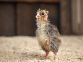 Unusual chicken breed Golosheynaya chicken. Portrait of a chick