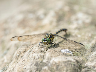 Onychogomphus forcipatus, the small pincertail or green-eyed hook-tailed dragonfly, is a species of dragonflies belonging to the family Gomphidae.
