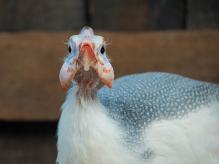 Portrait of an unusual Guinea fowl in close-up