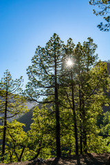 Obraz premium Scenic view on Caldera de Taburiente with green pine forest, ravines and rocky mountains near viewpoint Cumbrecita, La Palma, Canary islands, Spain