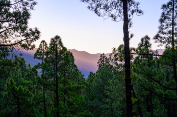 Scenic view on Caldera de Taburiente with green pine forest, ravines and rocky mountains near viewpoint Cumbrecita, La Palma, Canary islands, Spain