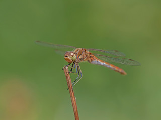 The four-spotted chaser (Libellula quadrimaculata), known in North America as the four-spotted skimmer, is a dragonfly of the family Libellulidae 