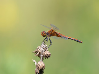 The four-spotted chaser (Libellula quadrimaculata), known in North America as the four-spotted skimmer, is a dragonfly of the family Libellulidae 