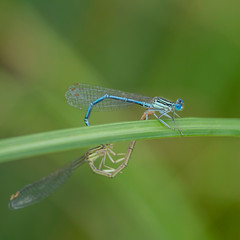The white-legged damselfly or blue featherleg (Platycnemis pennipes) is a damselfly family...
