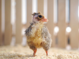 Unusual chicken breed Golosheynaya chicken. Portrait of a chick