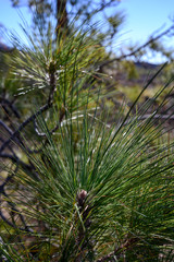 Soft long green needles of Canary pine tree close up