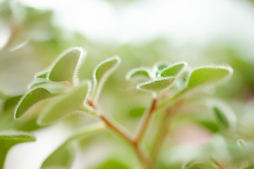 Green fluffy leaves of Aichryson, a tree of love close-up. is genus subtropical plants, mostly native to Canary Islands. Natural background for screensaver