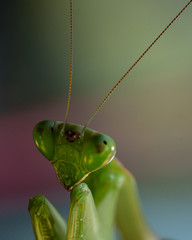 Mantes religiosa, Gottesanbeterin