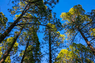 árbol contra el cielo