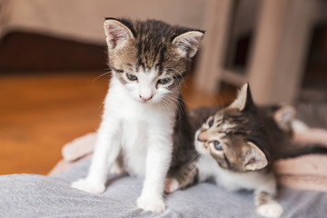 Sleepy kittens on the couch